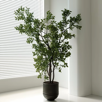 Indoor Bonsai Potted Plant with Lush Green Leaves in Dark Pot by Window Blinds 3d model