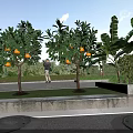 Garden Landscape Featuring Orange Trees With Ripe Oranges Banana Plants And Person Walking On Lawn