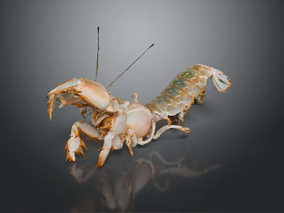 Vibrant Mantis Shrimp With Orange Claws And Green Exoskeleton On Dark Background 3d model