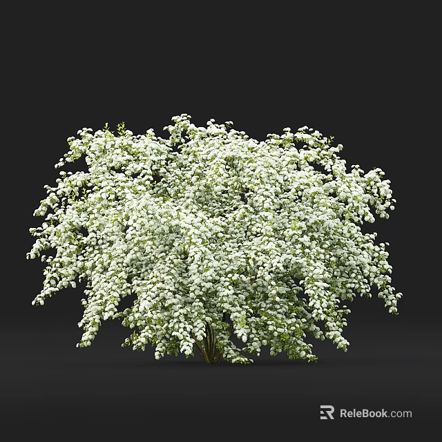 White Flowering Shrub with Dense Branches and Lush Green Foliage 3d model 