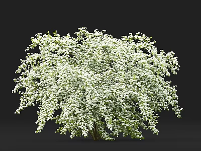 White Flowering Shrub with Dense Branches and Lush Green Foliage 3d model
