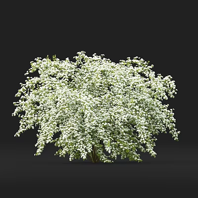 White Flowering Shrub with Dense Branches and Lush Green Foliage 3d model
