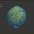 Fresh Green Cabbage With Vibrant Leaves Round Shape On Dark Background