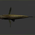 Golden yellow freshwater fish with spiny dorsal fin and detailed scales on gray background