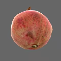 Fresh Ripe Pomegranate with Red Pink Speckled Skin and Crown on Gray Background