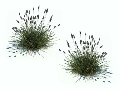Two Clusters of Lavender Plants with Purple Flower Spikes and Green Leaves on White Background 3d model