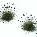 Two Clusters of Lavender Plants with Purple Flower Spikes and Green Leaves on White Background