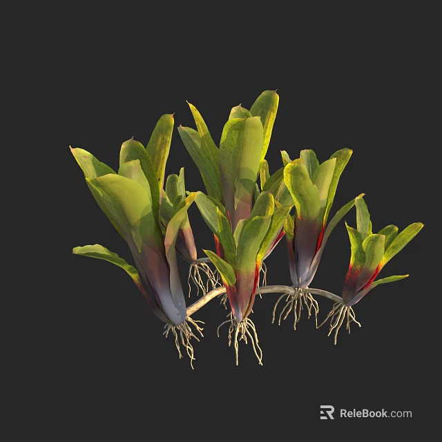 Exotic Leafy Plants with Green Leaves Purple Edges Red Stripes and Visible Roots 3d model 