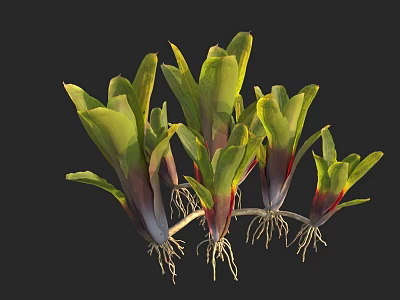 Exotic Leafy Plants with Green Leaves Purple Edges Red Stripes and Visible Roots 3d model