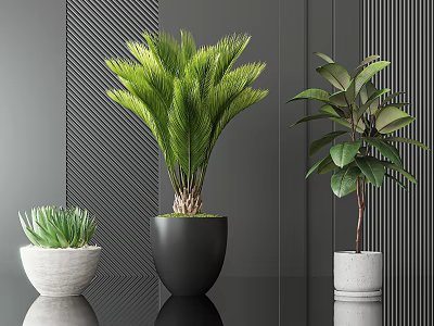 Potted Plants Including Succulent And Leafy Types In White Black Pots On Dark Striped Wall 3d model
