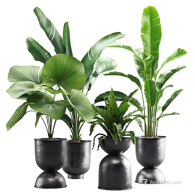 Potted Plants with Large Green Leaves in Black Ceramic Pots for Indoor Decor 3d model 