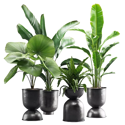 Potted Plants with Large Green Leaves in Black Ceramic Pots for Indoor Decor 3d model