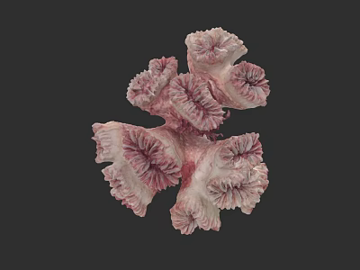 Coral Like Plant Painting With Pink And White Petal Shaped Structure On Black Background 3d model