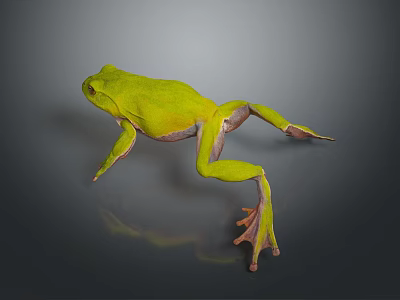 Green Reptile Lizard on Gray Background with Clear Reflection and Smooth Skin Texture 3d model
