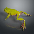Green Reptile Lizard on Gray Background with Clear Reflection and Smooth Skin Texture