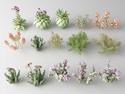 Various Decorative Succulents Purple Flowering Plants With Green Leaves Pink Blooms For Home Decor 3d model