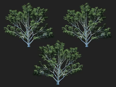 Three Tall Arbor Trees With Dense Green Leaves And Sturdy Trunks 3d model