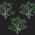 Three Tall Arbor Trees With Dense Green Leaves And Sturdy Trunks