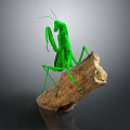 Green Praying Mantis Standing On Natural Wooden Log Against Gray Background