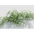 Modern Vine Vine Plant 3d model