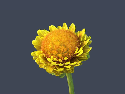 Yellow Flower with Orange Center and Green Stem against Gray Background 3d model