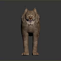 Lynx Animal Standing With Brown Fur And Tufted Ears In Alert Pose On Dark Background