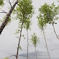 Decorative Tree Ornament Set With Various Green Foliage And Natural Trunk Design