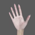 Human Hands and Arms with Different Skin Tones on Gray Background 3d model