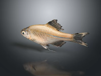 Beautiful Silver Colored Aquarium Fish For Home Living Decoration And Ornament 3d model