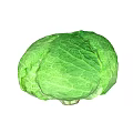 Fresh Green Cabbage with Vibrant Leafy Texture Perfect for Healthy Salads and Recipes