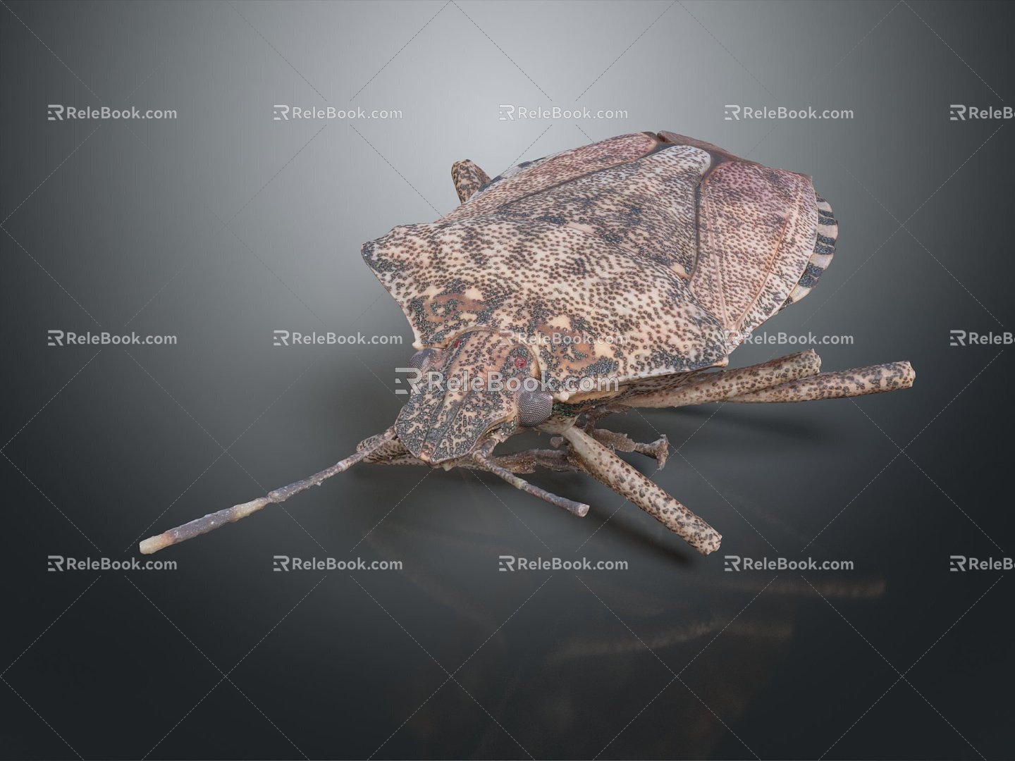 Modern Heteroptera Insect Bug Animal 3d model