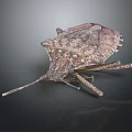 Flying Insect With Long Antennae And Rough Exoskeleton On Dark Background 3d model