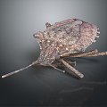 Modern Heteroptera Insect Bug Animal 3d model