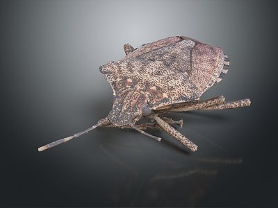 Modern Heteroptera Insect Bug Animal 3d model