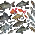 Different Types of Aquatic Fish Featuring Chinese Fighting Fish Goldfish Wild Crucian Carp and Others