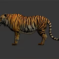 3D Rendered Tiger With Orange Black Stripes Standing On Gray Background