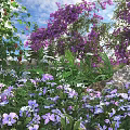 Blooming Purple Flowers With Tiny Blue Blooms And Lush Green Foliage In Natural Outdoor Setting