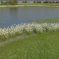 Park Landscape With Lake Water White Reeds Green Grass And Distant Trees