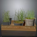 Decorative Potted Green Grass Plants in Wooden Tray with Various Planters