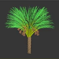 Green Palm Tree With Lush Fronds And Brown Trunk For Tropical Decor