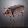 Realistic Pink Pig With Open Mouth Standing On Gray Background With Reflection