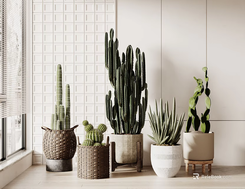 Indoor Bonsai Potted Cactus and Succulent Plants With Woven Ceramic White Planters on Window Sill 3d model 