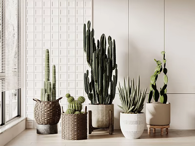 Indoor Bonsai Potted Cactus and Succulent Plants With Woven Ceramic White Planters on Window Sill 3d model