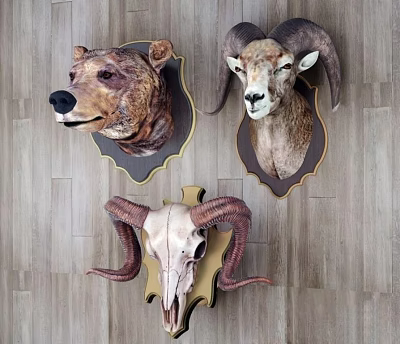 Animal Head Wall Decor Featuring Bear Ram Head And Skull Mounts 3d model Animal Head Wall Decor Featuring Bear Ram Head And Skull Mounts 3d model