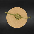Fresh Netted Melon With Beige Skin And Green Stem On Dark Background