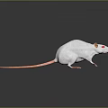 Game Movie Character White Rat With Red Eyes Long Thin Tail On Black Reflective Surface