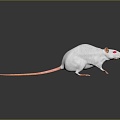 Cartoon Mouse Animated Mouse Mouse Mouse Mouse Mouse Grey Mouse Anime Mouse Cartoon Character 3d model