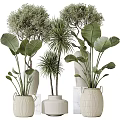 Potted Plants with Large Green Leaves in White Ceramic Pots for Indoor Decor