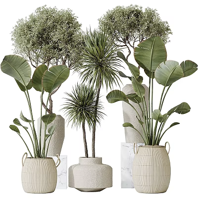 Potted Plants with Large Green Leaves in White Ceramic Pots for Indoor Decor 3d model