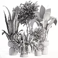 Various Indoor Green Plants with Different Leaf Shapes and Potted Arrangements